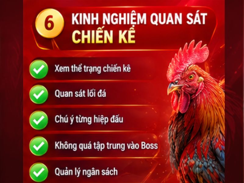 Kinh Nghiệm Quan Sát Chiến Kê Khi Theo Dõi Thomo