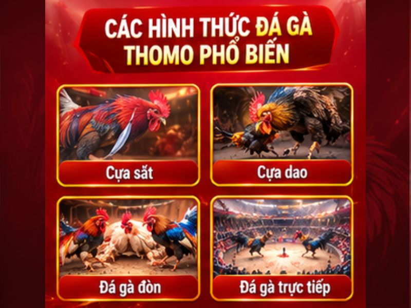Những Hình Thức Đá Gà Thomo Được Quan Tâm Tại 33WIN