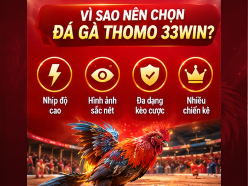 Vì Sao Đá Gà Thomo 33WIN Thu Hút Người Chơi