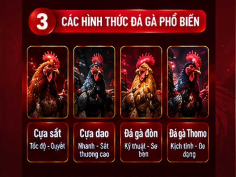 Các hình thức đá gà thường được quan tâm
