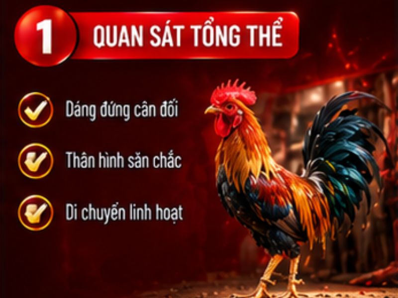 Cách lựa gà đá 33WIN cần quan sát những gì