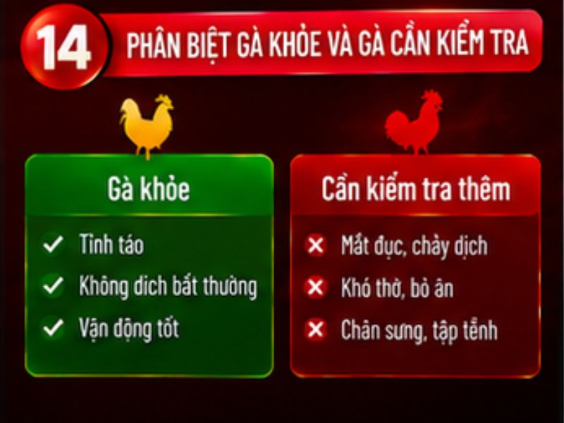 Cách phân biệt gà khỏe và gà cần kiểm tra thêm