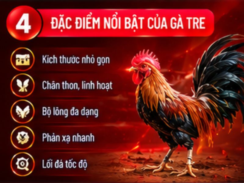 Đá gà tre 33WIN có gì khác biệt