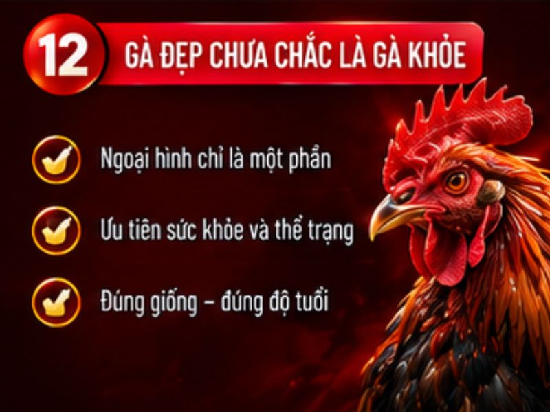 Gà đẹp chưa chắc là gà khỏe