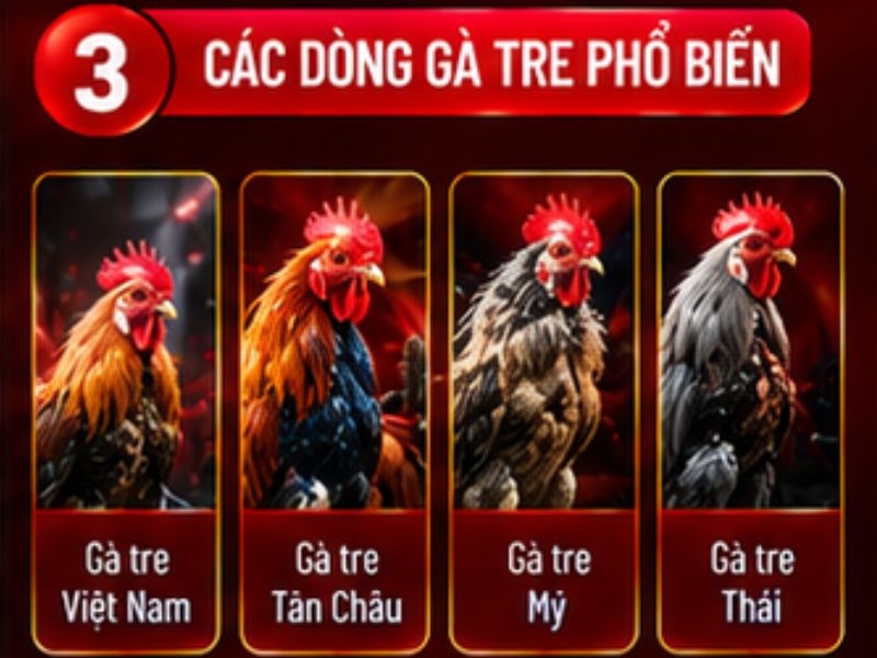 Những dòng gà tre thường được biết đến