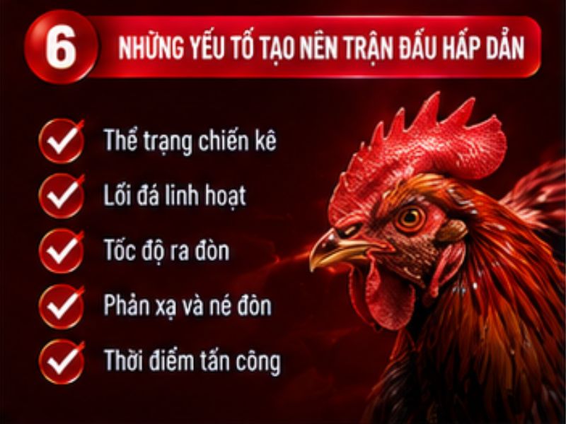 Những thông tin nên quan sát khi xem đá gà