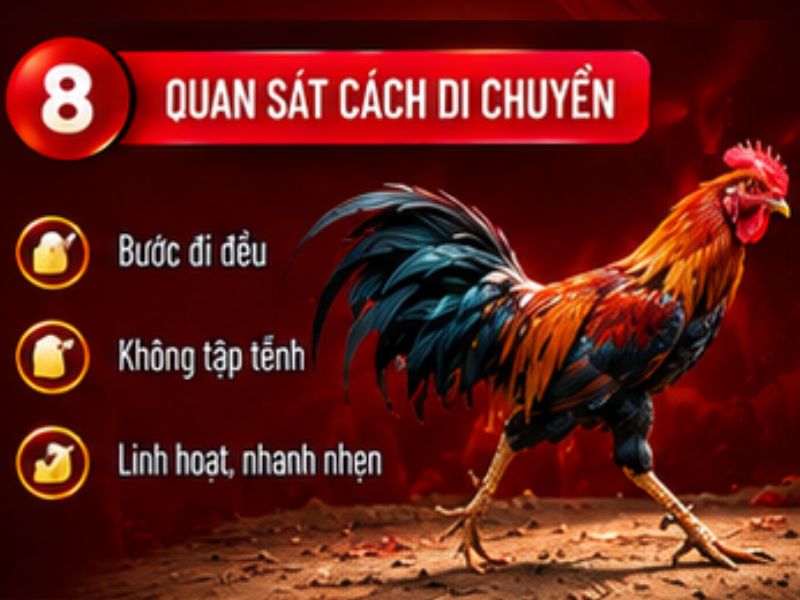 Quan sát cách gà di chuyển