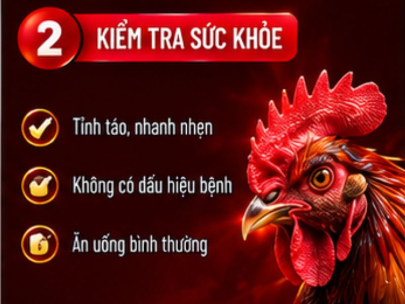 Ưu tiên gà có thể trạng khỏe mạnh