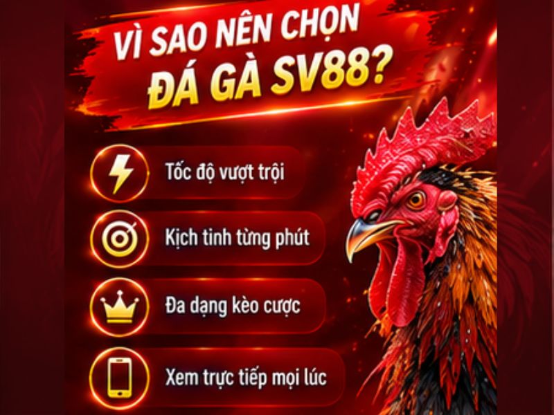 Vì Sao Đá Gà SV88 Thu Hút Người Theo Dõi